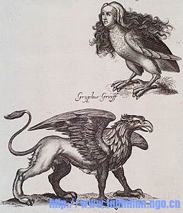 gryphharpy.jpg